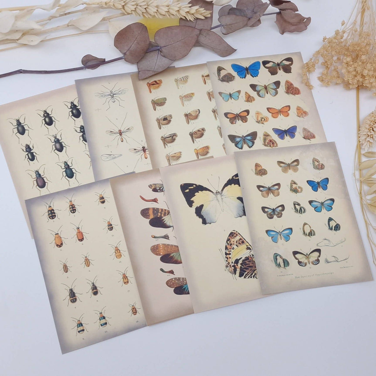 Vintage insects Scrap paper | 7,4 x 10,5 cm | 3×8 designs