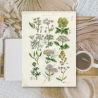 Botanicals II | Ephemera paper | 10,5x14,8 cm | 3×8 designs