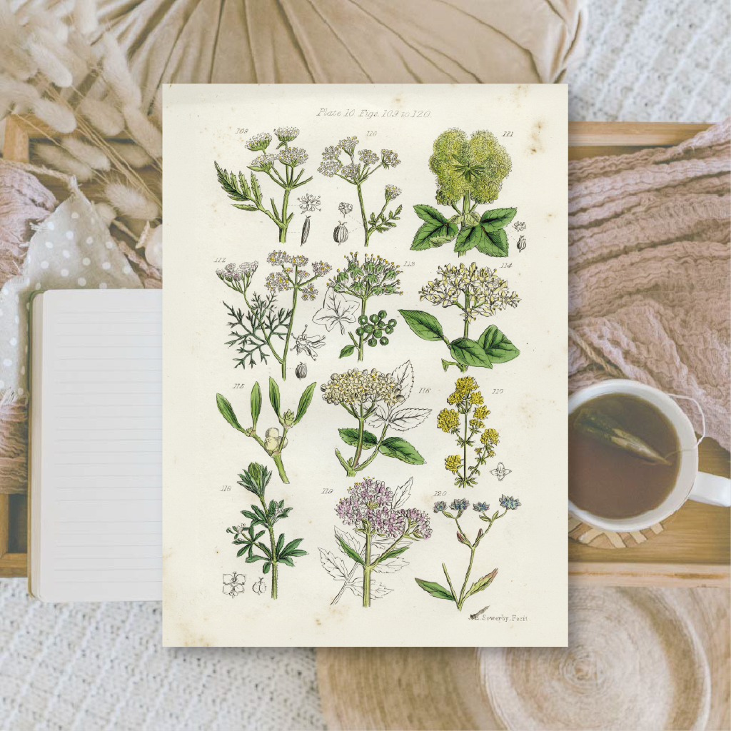 Botanicals II | Ephemera paper | 10,5x14,8 cm | 3×8 designs