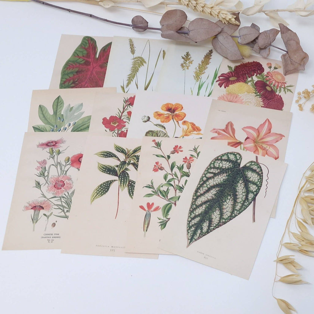 Botanicals I ephemera paper | 7,4 x 10,5 cm | 3×8 designs