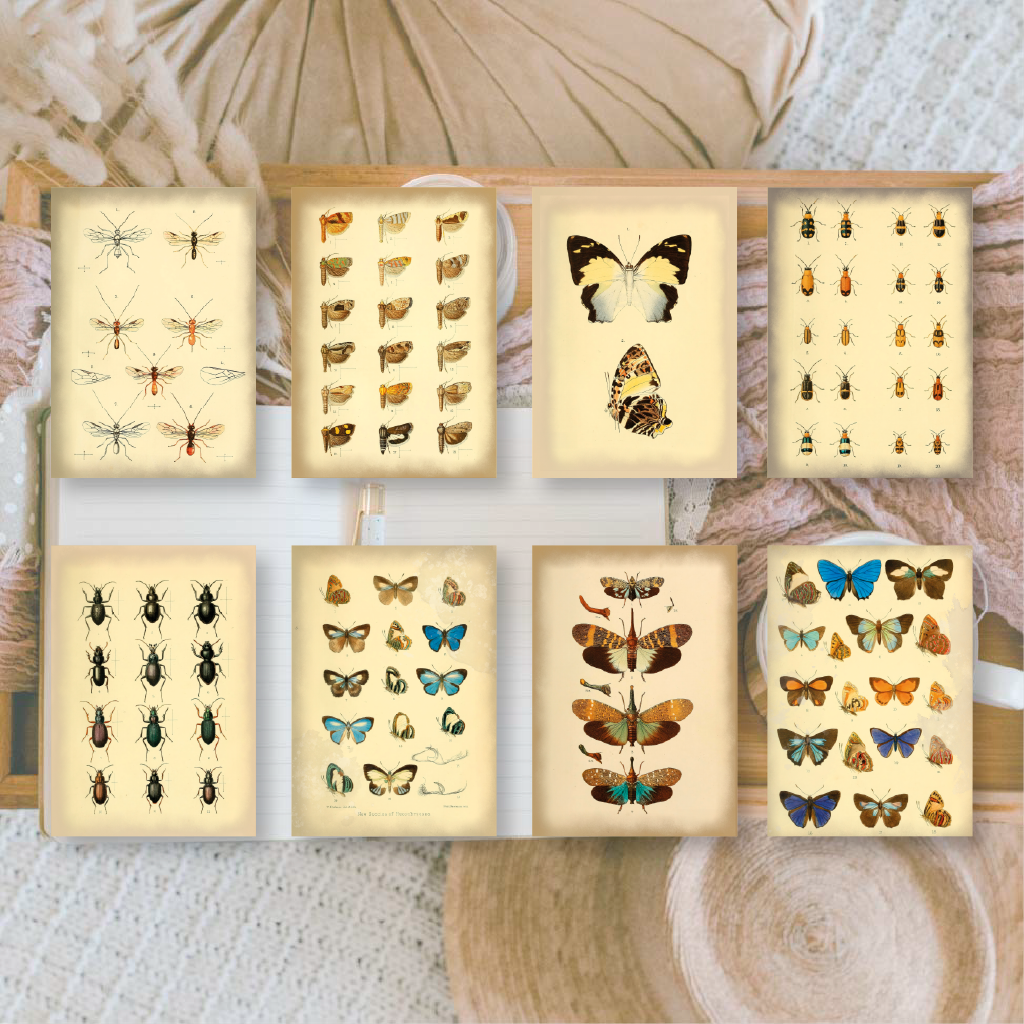 Vintage insects Scrap paper | 7,4 x 10,5 cm | 3×8 designs