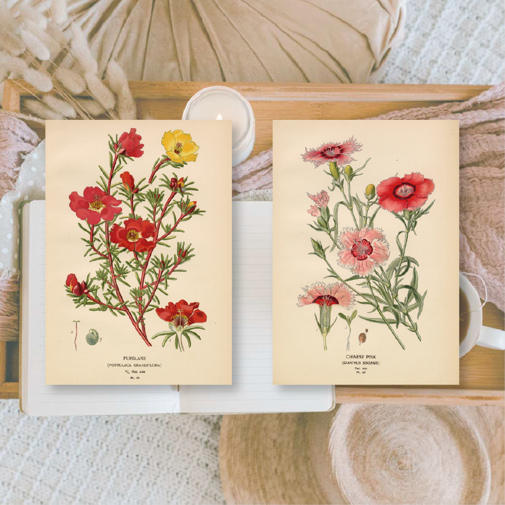 Botanicals I ephemera paper | 7,4 x 10,5 cm | 3×8 designs