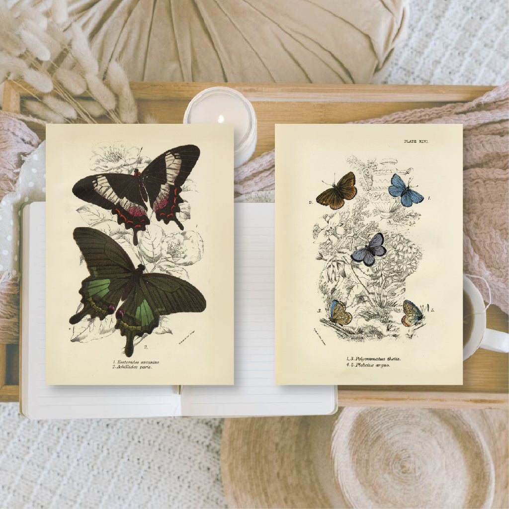 Butterflies | Ephemera paper | 7,4 x 10,5 cm | 3×8 designs