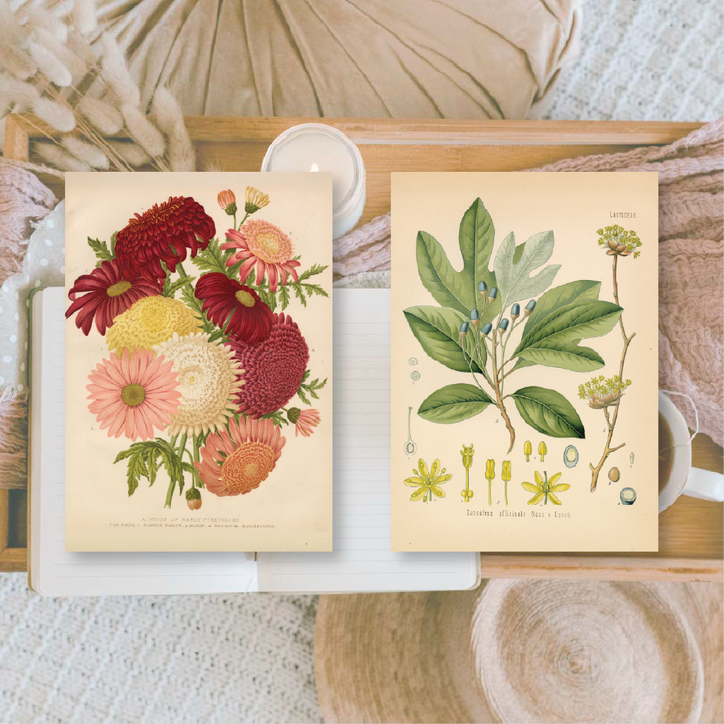 Botanicals I ephemera paper | 7,4 x 10,5 cm | 3×8 designs