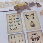 Vintage insects Scrap paper | 7,4 x 10,5 cm | 3×8 designs