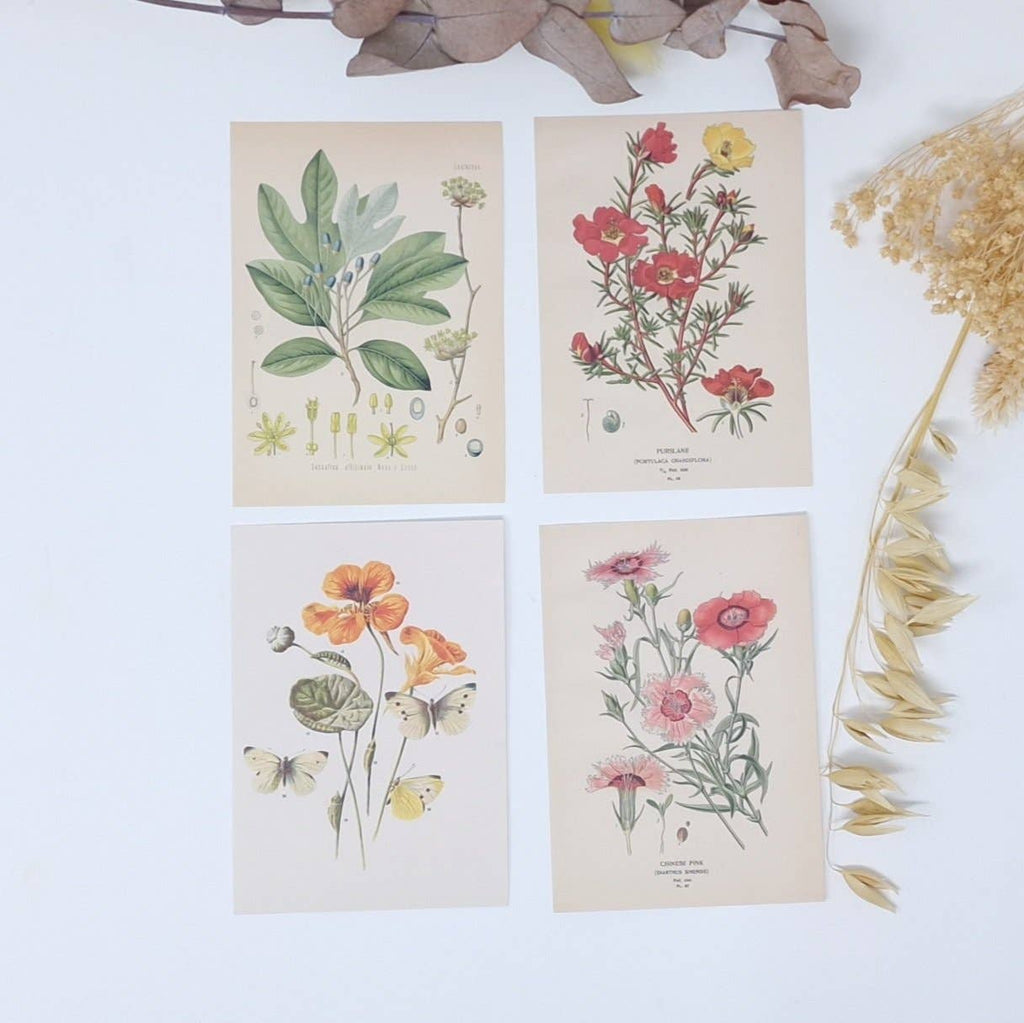 Botanicals I ephemera paper | 7,4 x 10,5 cm | 3×8 designs