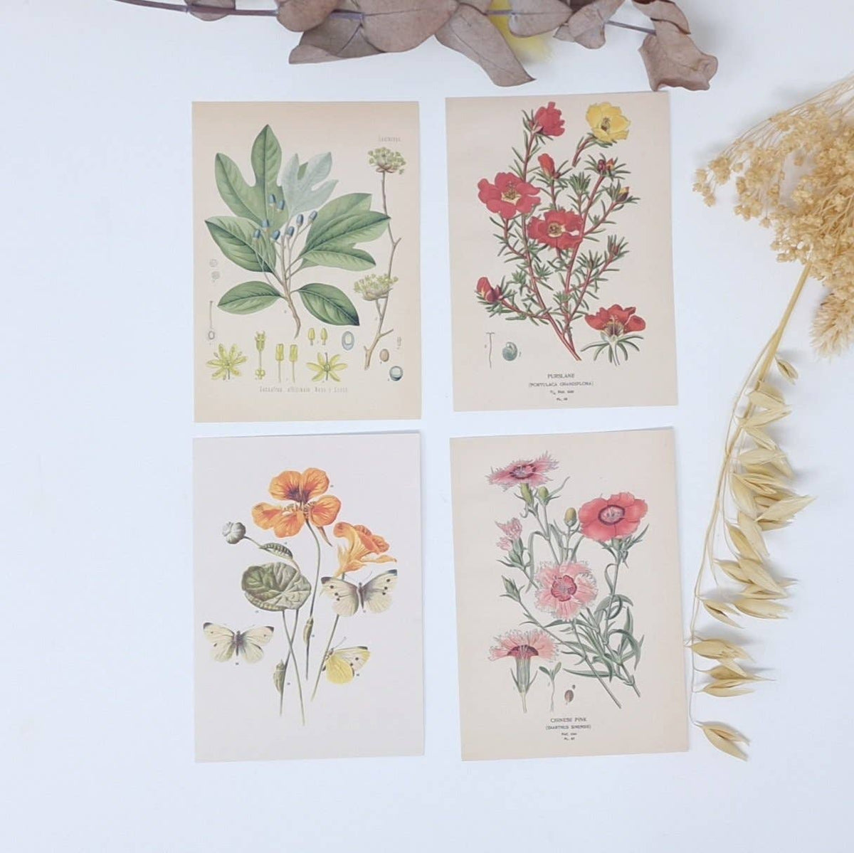 Botanicals I ephemera paper | 7,4 x 10,5 cm | 3×8 designs