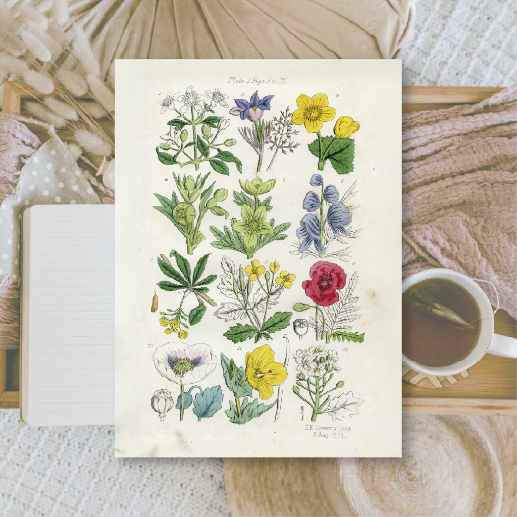 Botanicals II | Ephemera paper | 10,5x14,8 cm | 3×8 designs