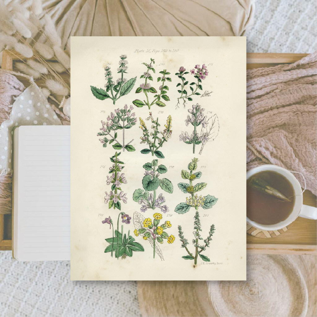 Botanicals II | Ephemera paper | 10,5x14,8 cm | 3×8 designs