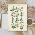 Botanicals II | Ephemera paper | 10,5x14,8 cm | 3×8 designs