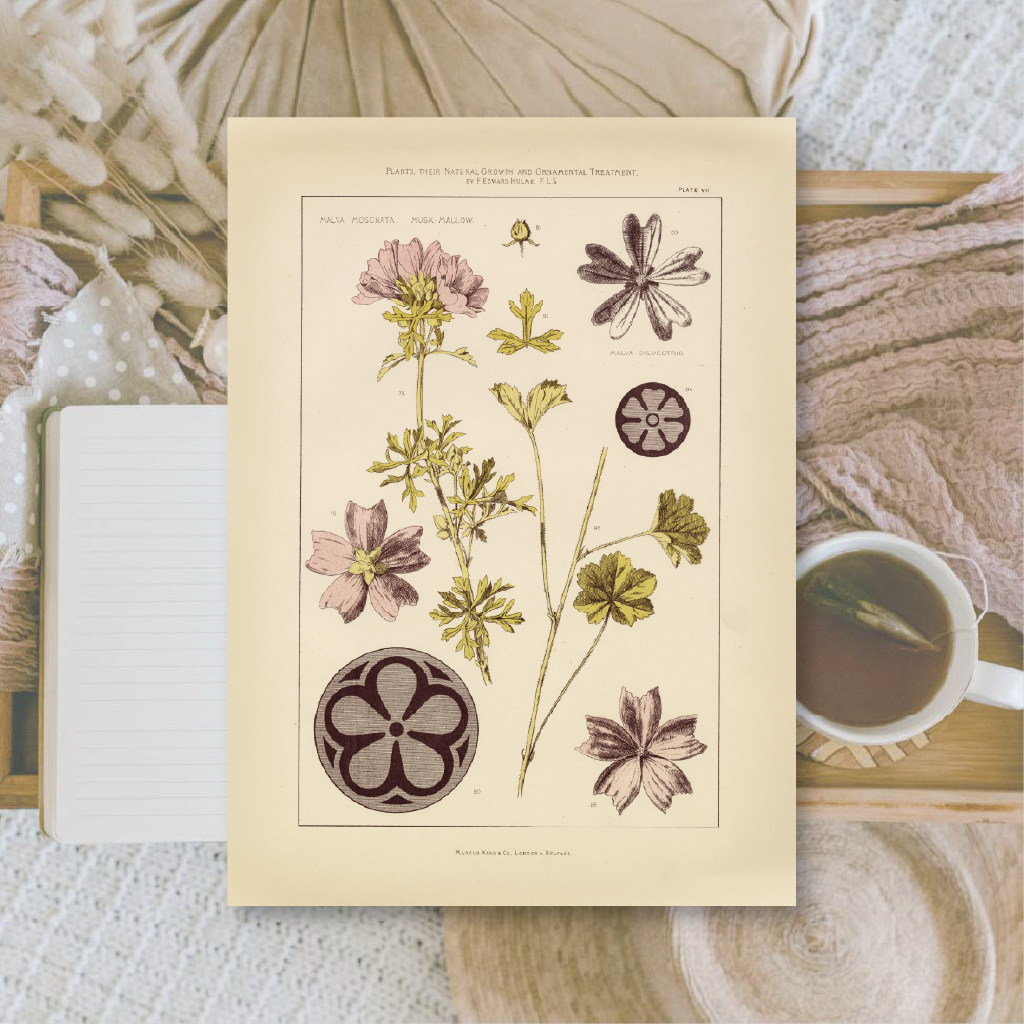 Botanicals II | Ephemera paper | 10,5x14,8 cm | 3×8 designs