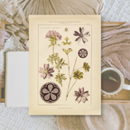 Botanicals II | Ephemera paper | 10,5x14,8 cm | 3×8 designs