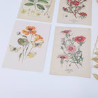 Botanicals I ephemera paper | 7,4 x 10,5 cm | 3×8 designs