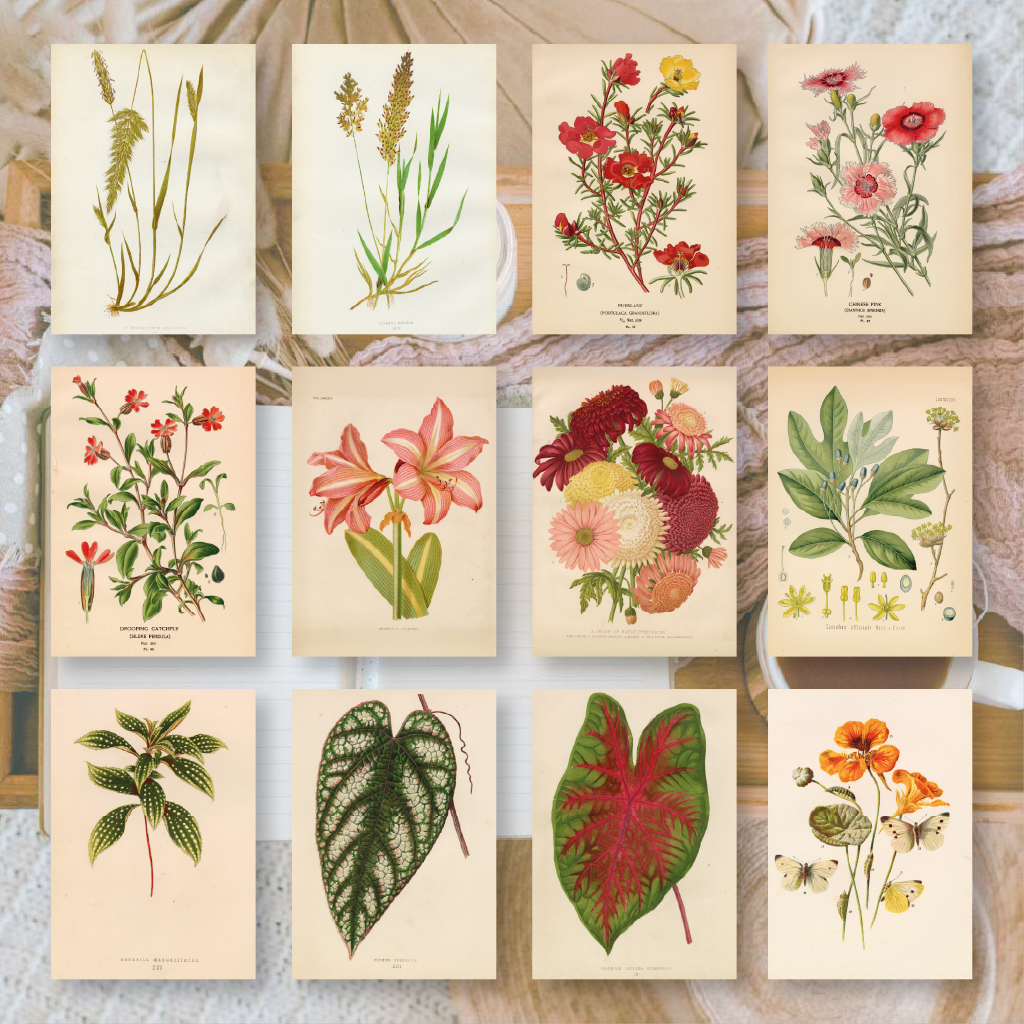 Botanicals I ephemera paper | 7,4 x 10,5 cm | 3×8 designs
