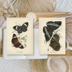 Butterflies | Ephemera paper | 7,4 x 10,5 cm | 3×8 designs