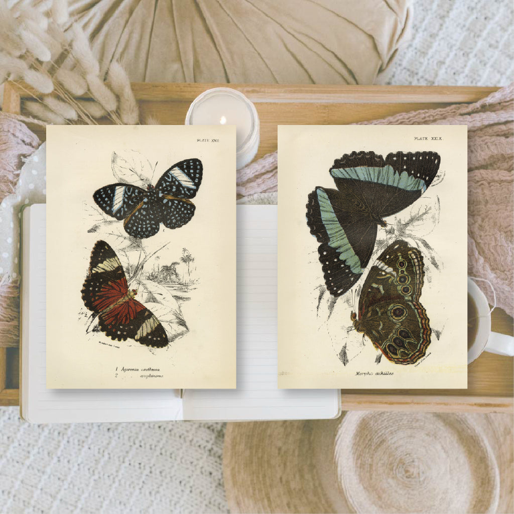 Butterflies | Ephemera paper | 7,4 x 10,5 cm | 3×8 designs
