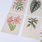 Botanicals I ephemera paper | 7,4 x 10,5 cm | 3×8 designs