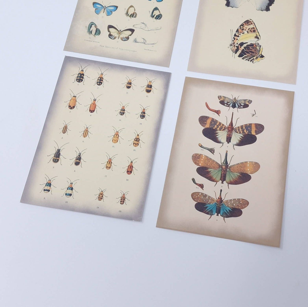 Vintage insects Scrap paper | 7,4 x 10,5 cm | 3×8 designs