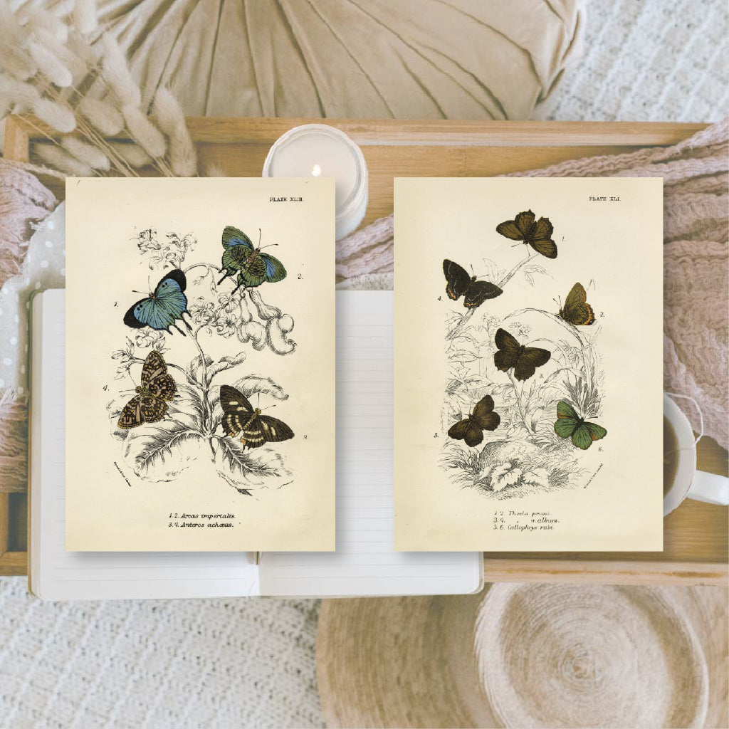 Butterflies | Ephemera paper | 7,4 x 10,5 cm | 3×8 designs